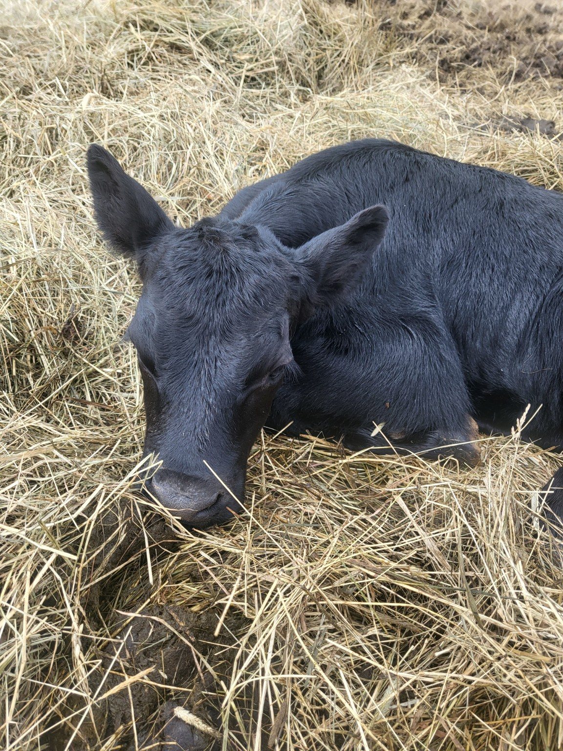 A black calf curled up and resting in hay