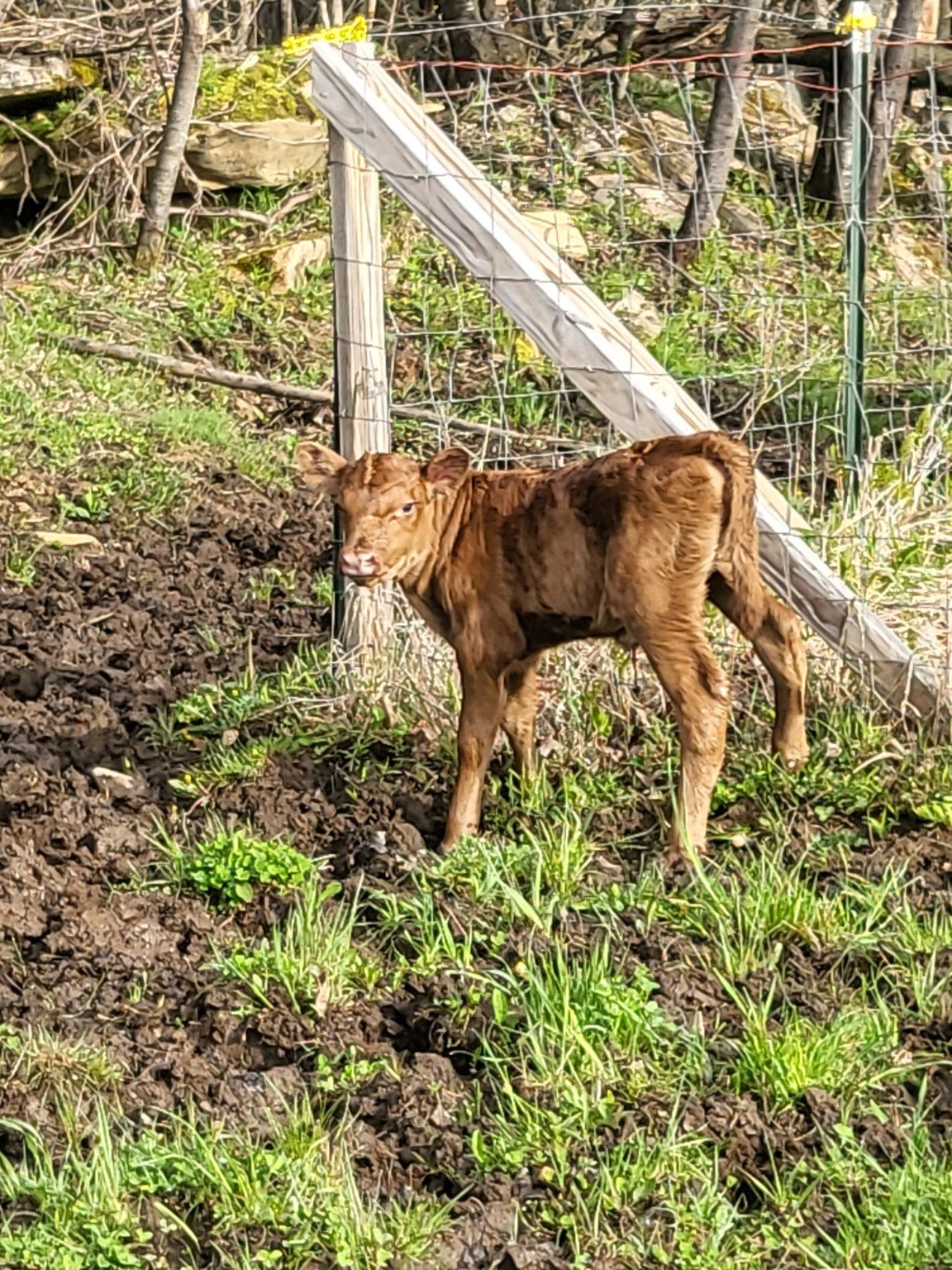 A young brown calf standing in the pasture