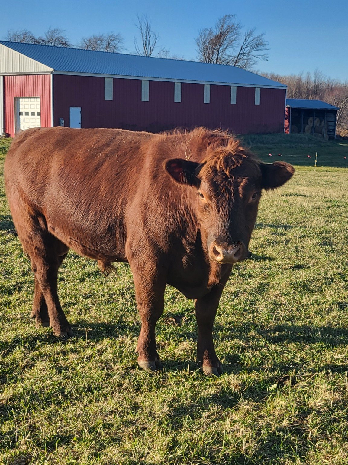 A brown cow standing in the pasture with the red barn behind it