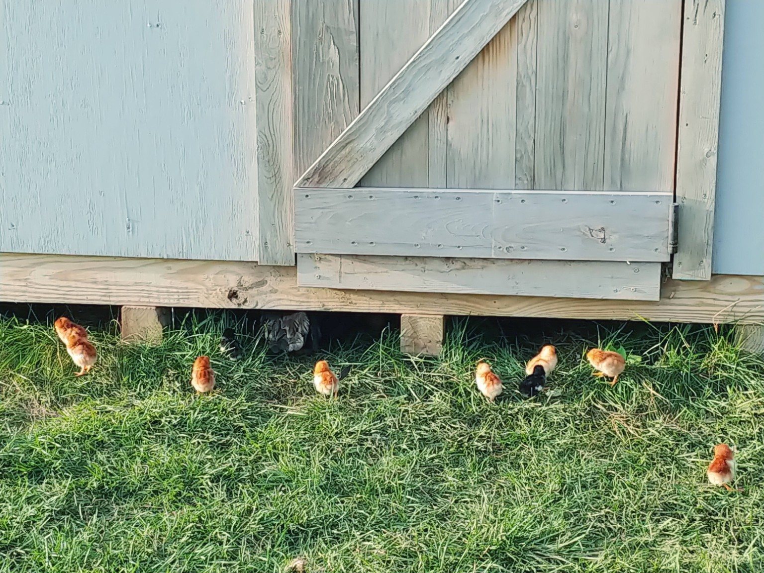 Young chicks exploring outside the coop