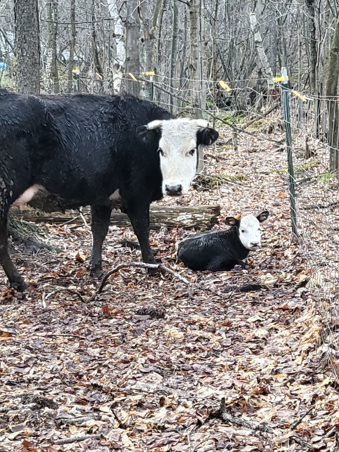 A cow and young calf together in the wooded pasture