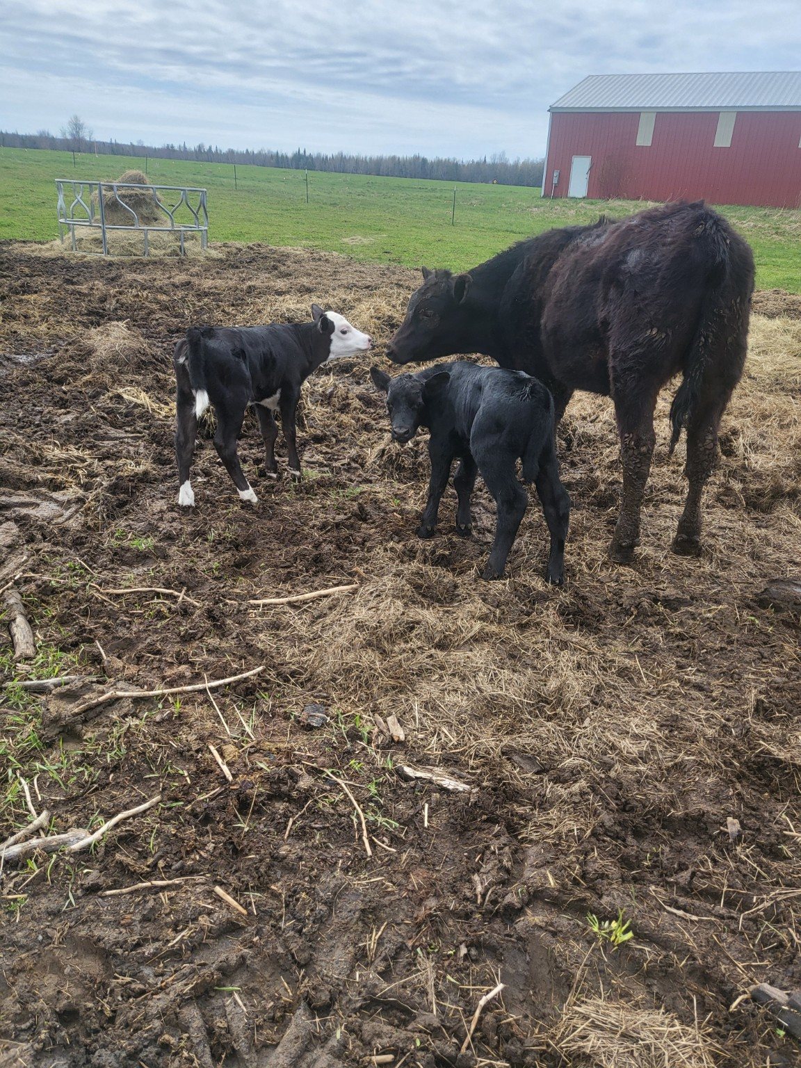 A cow with two calves near the red barn