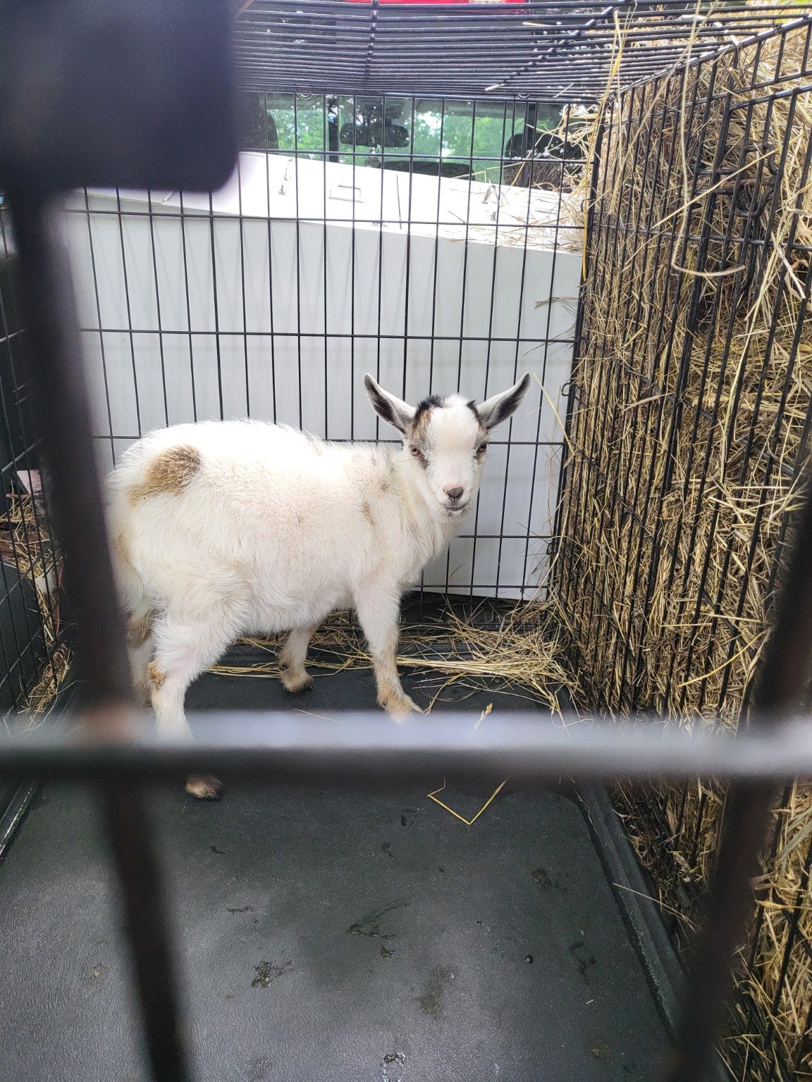 A young goat on the farm