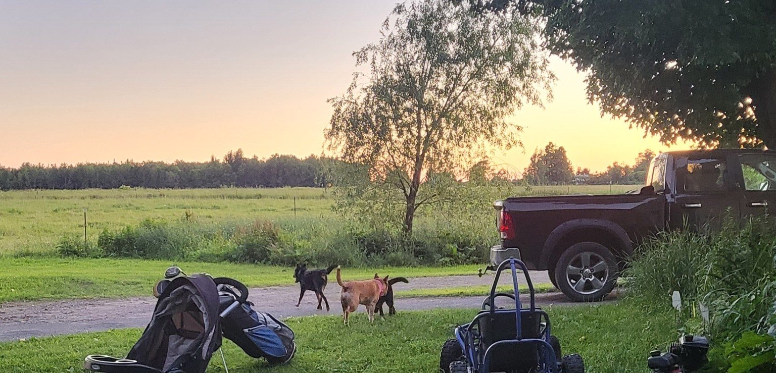 Goats walking near the driveway at sunset