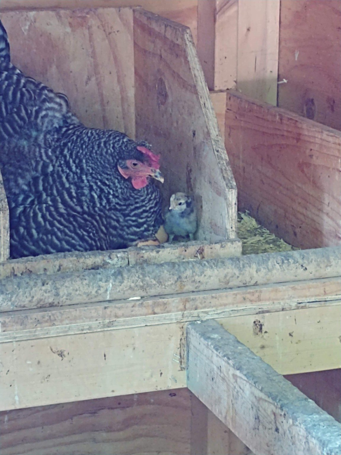 A hen keeping a chick close in the nesting box