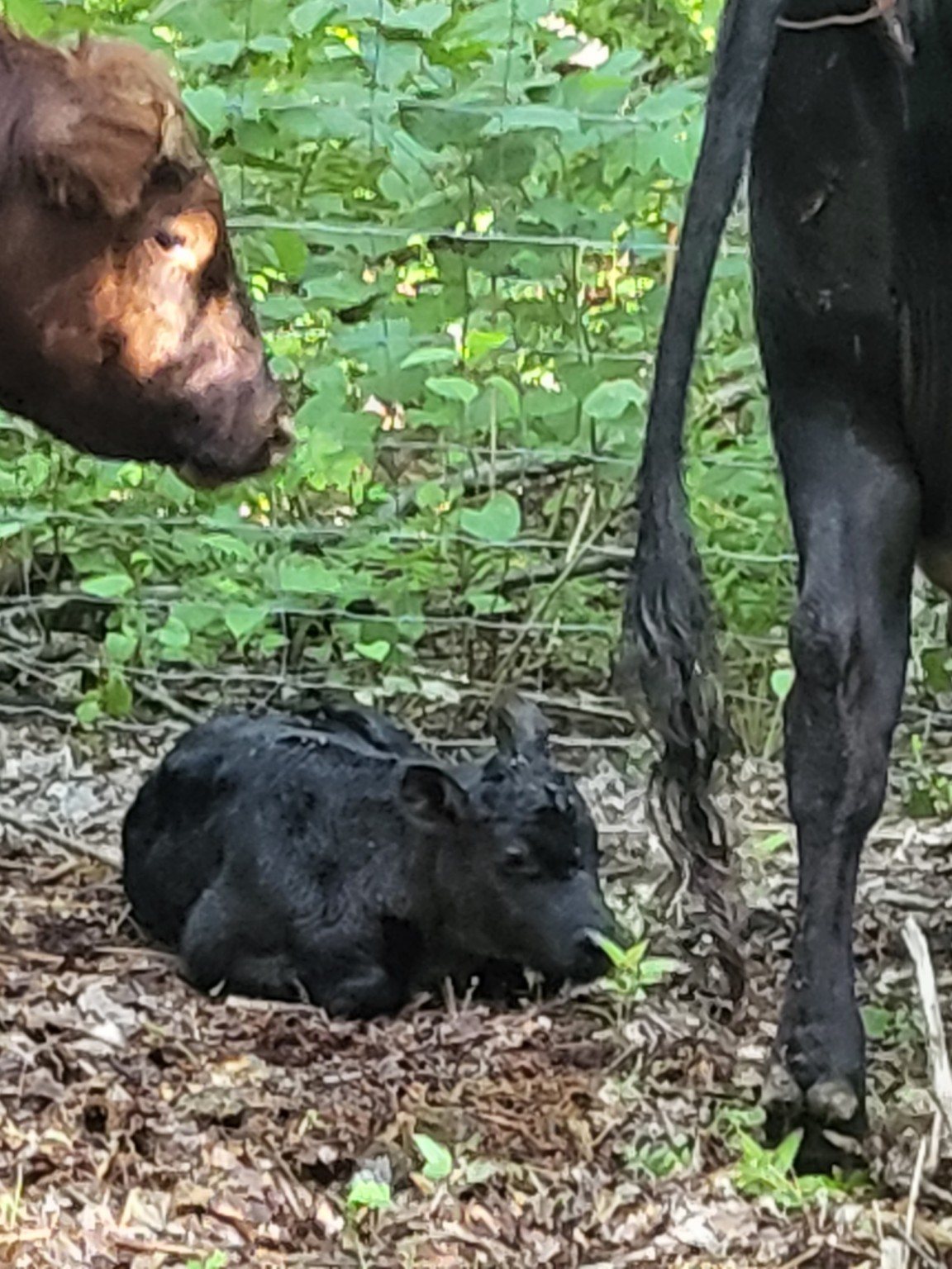 A newborn black calf resting in hay