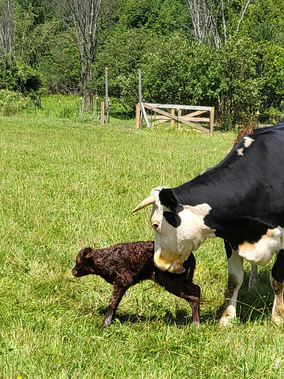 A cow beside a newborn calf taking its first steps in the grass