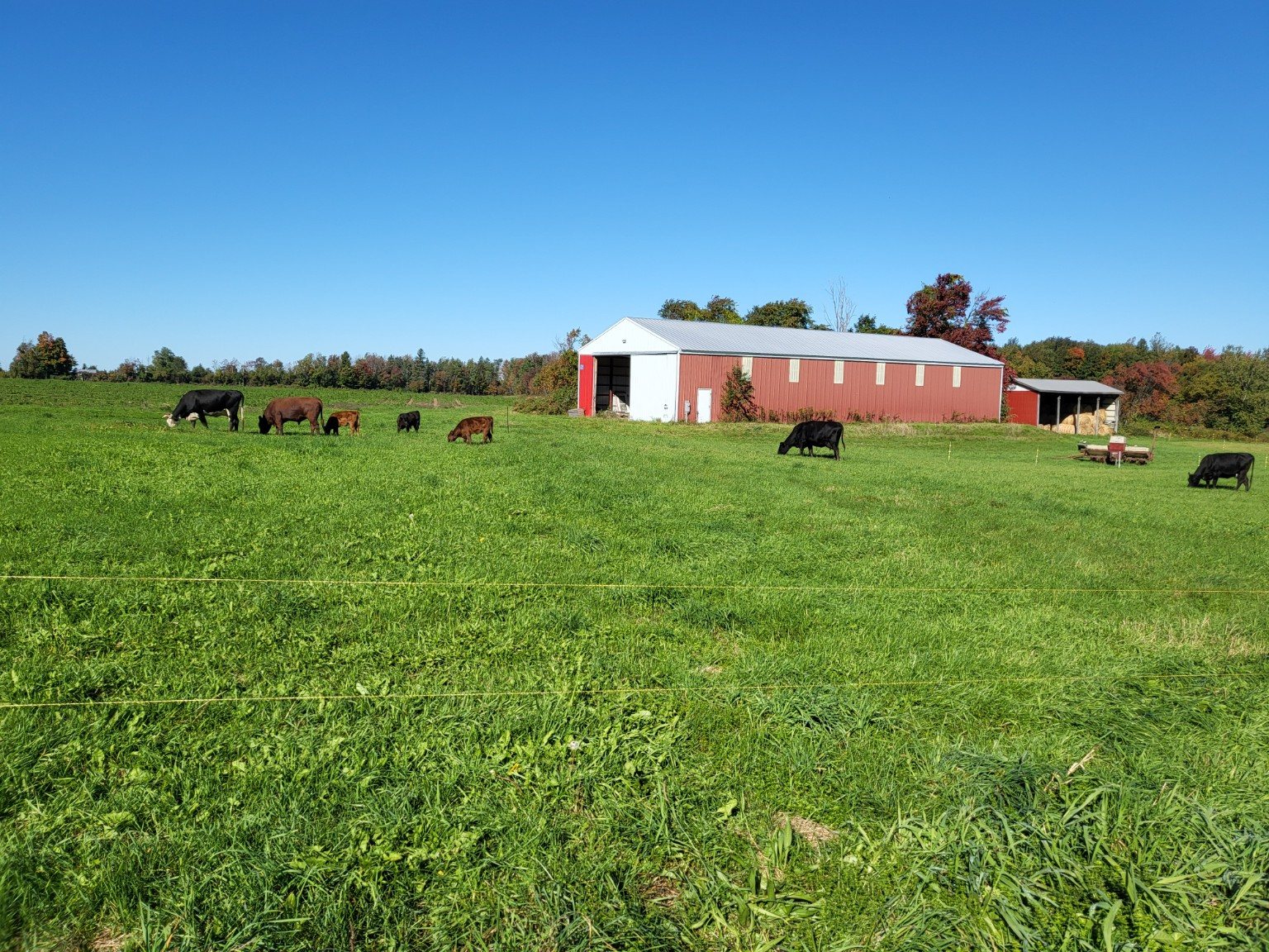 Cattle grazing in the pasture with the red barn behind them