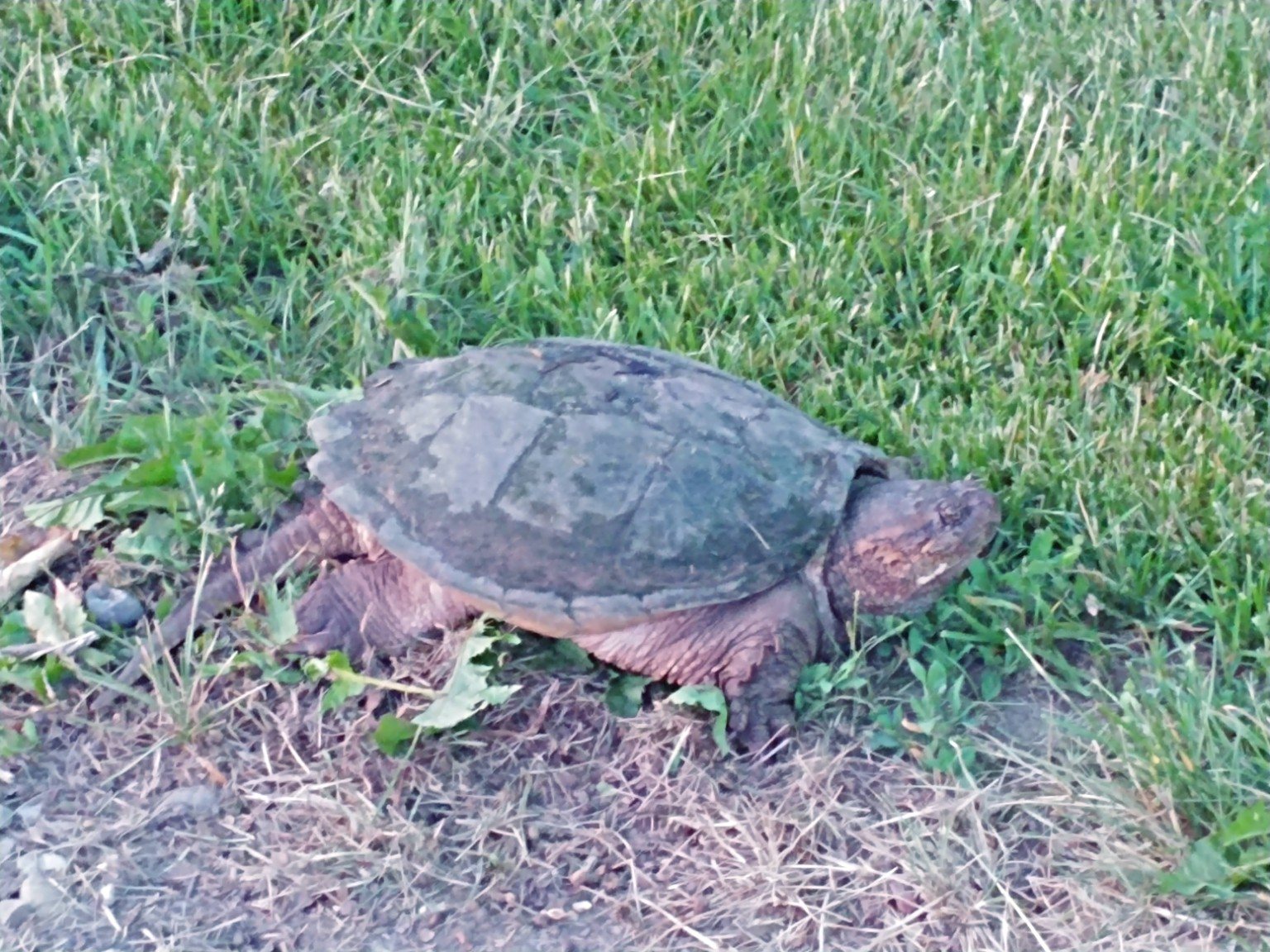 A snapping turtle crossing the grass