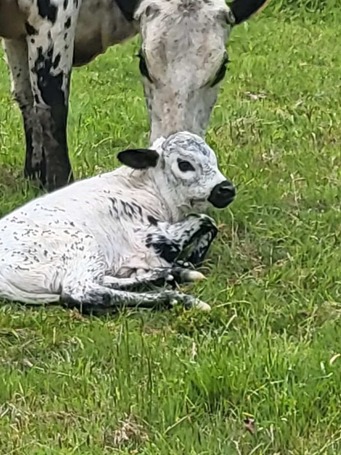 A speckled calf resting in the grass beside its mother