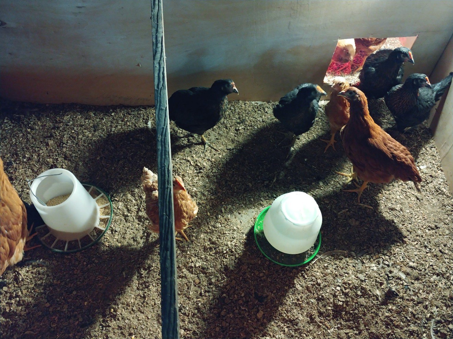 Young chickens inside their coop