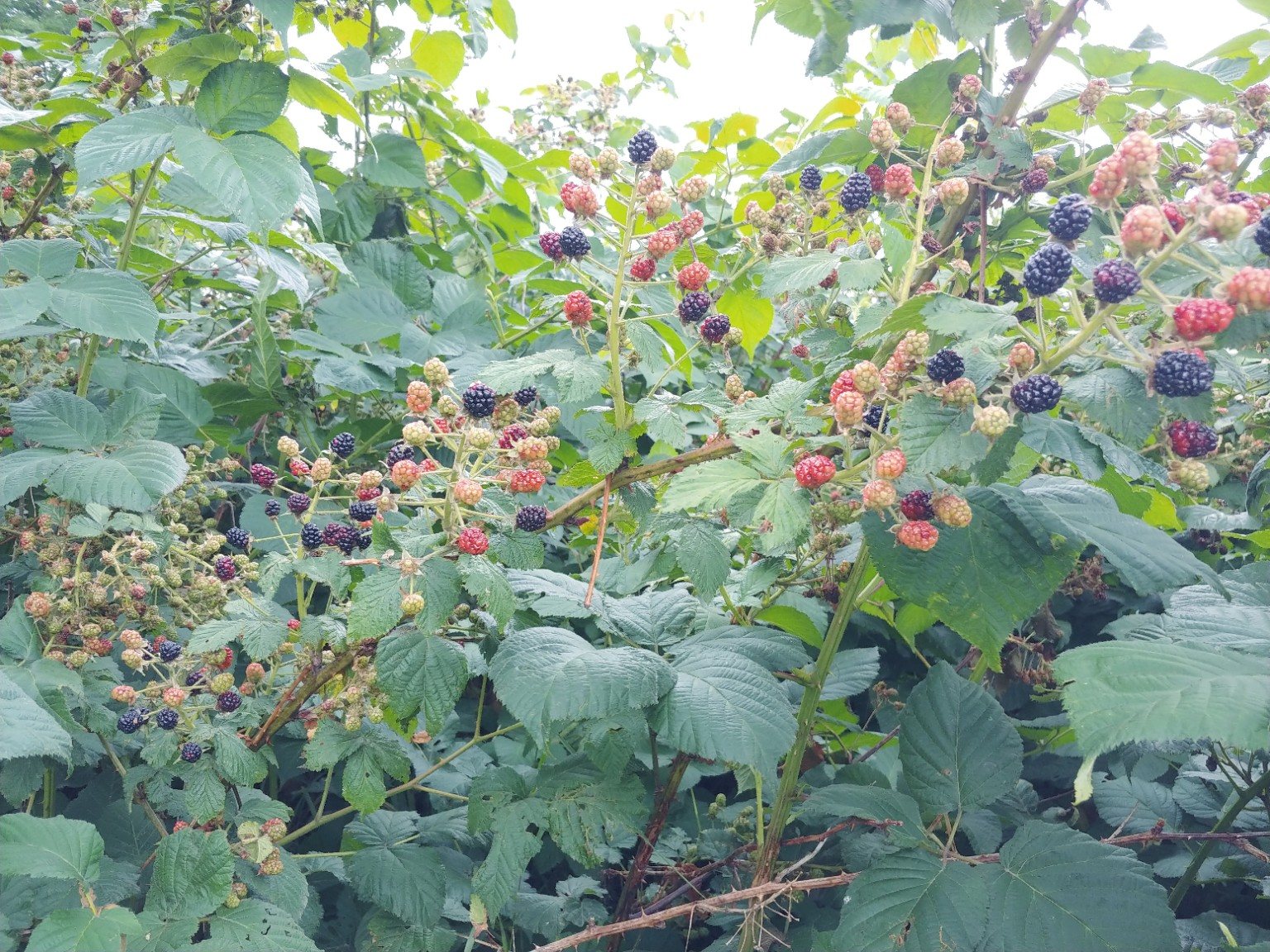Blackberries ripening on the canes