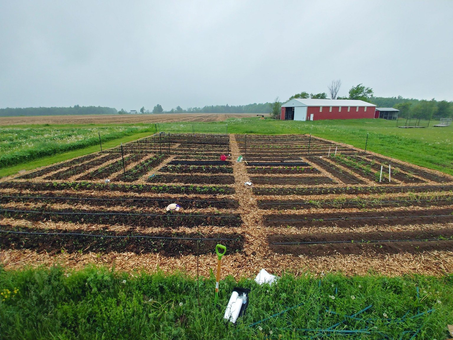 A large garden laid out in long planted rows with the red barn beyond