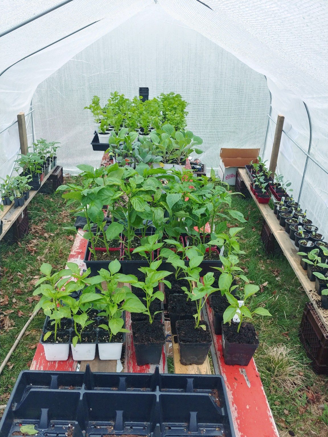 Vegetable seedlings growing in the greenhouse