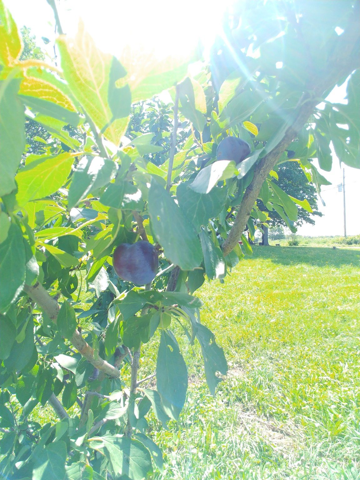 Ripe plums growing on a tree in the sun