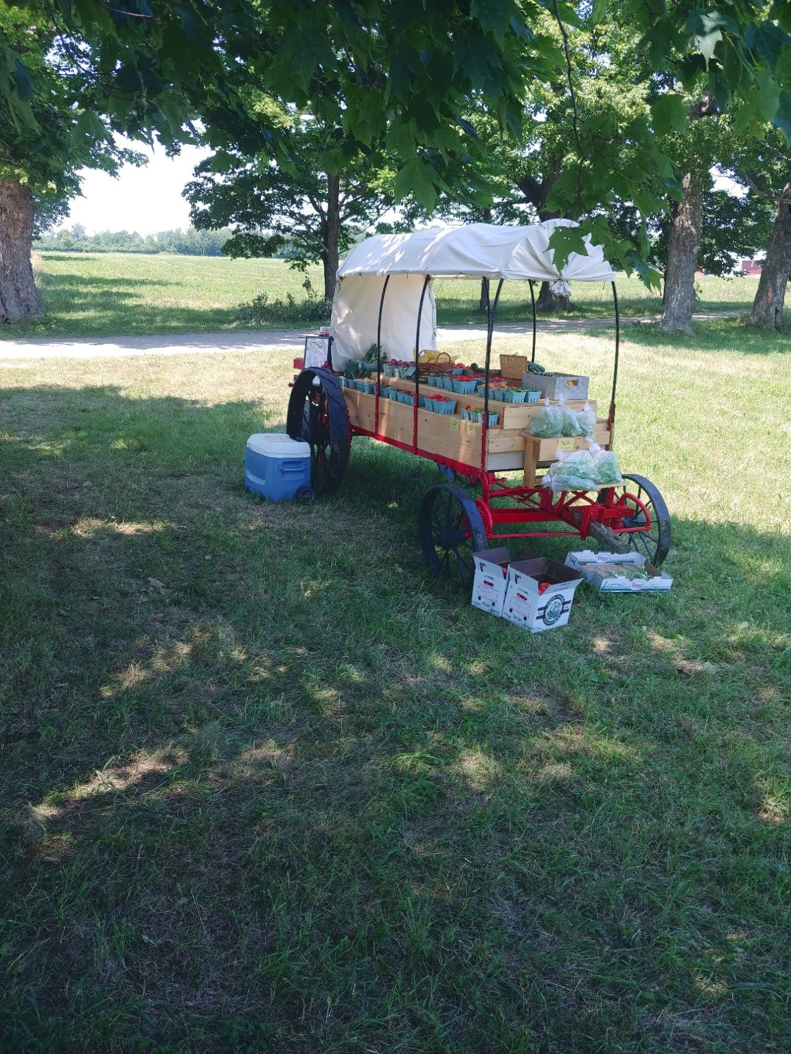 The produce wagon set up beneath the shade trees