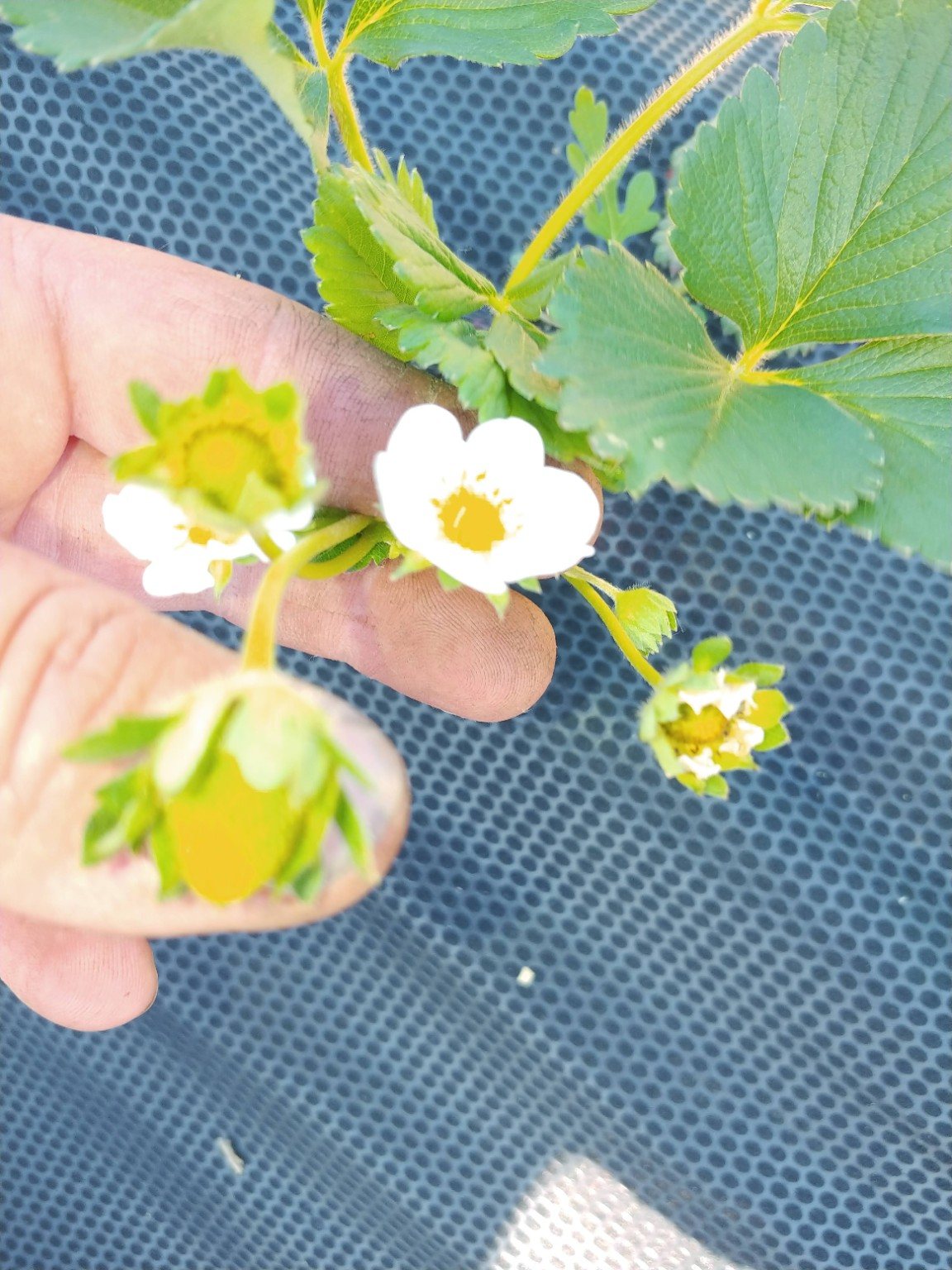 Strawberry blossoms and early fruit on the plant