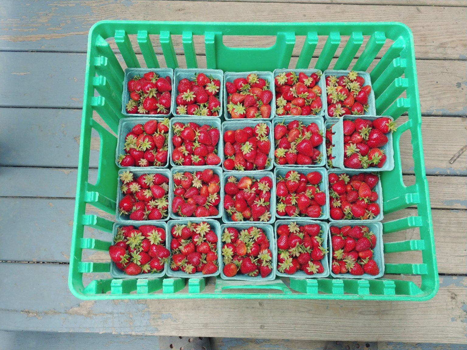 Fresh strawberries packed in baskets after harvest