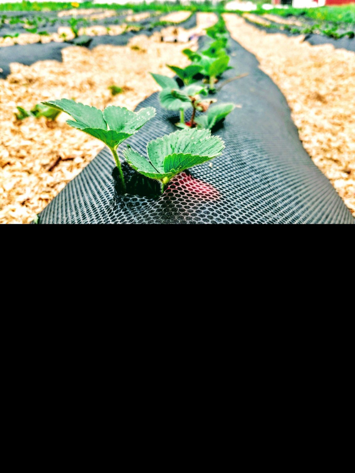 Young strawberry plants growing in organized rows