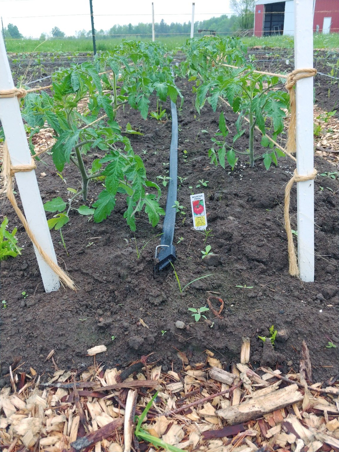 Young tomato plants tied and growing in the garden