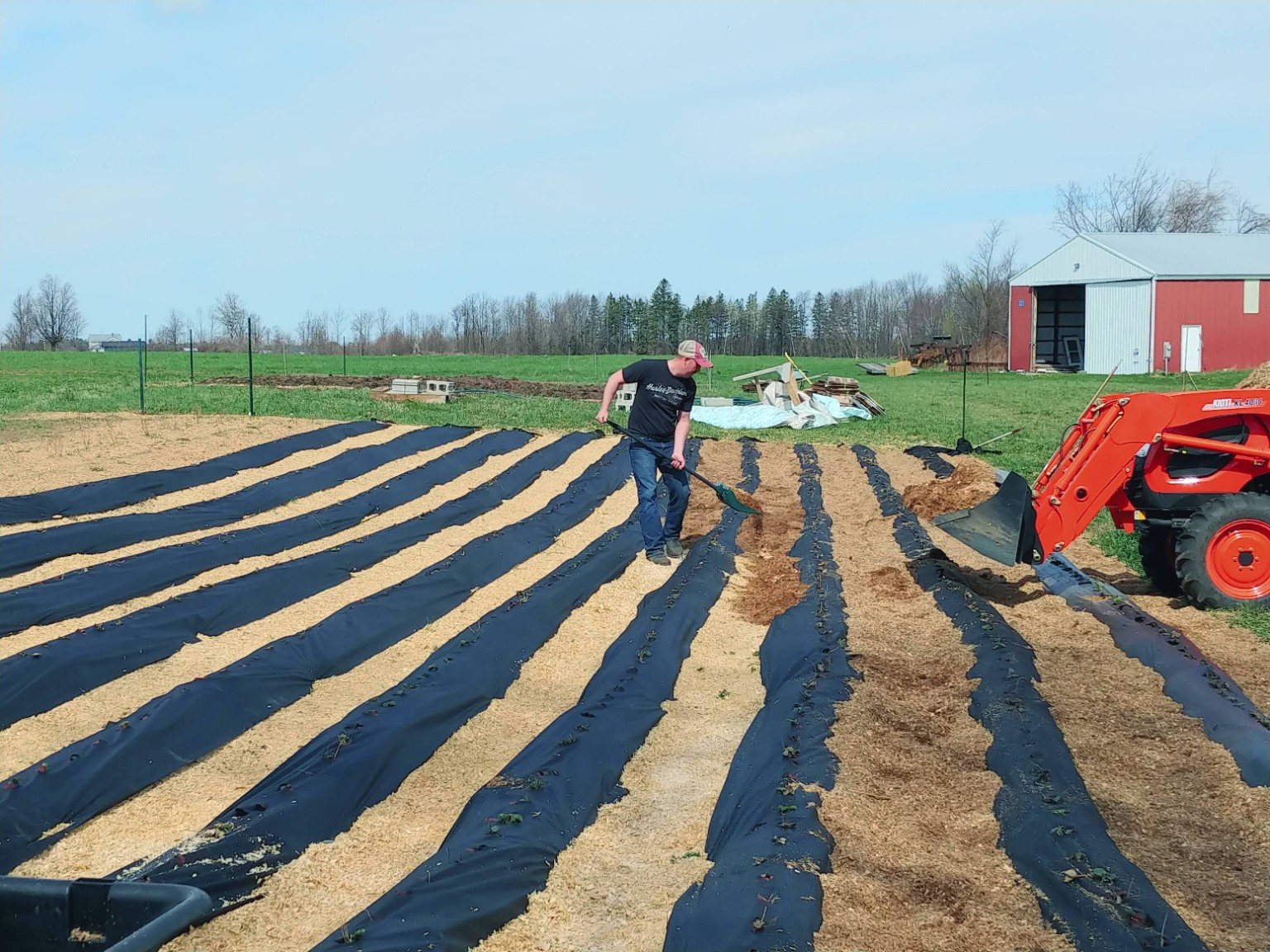 Working the strawberry rows with tractor and mulch nearby