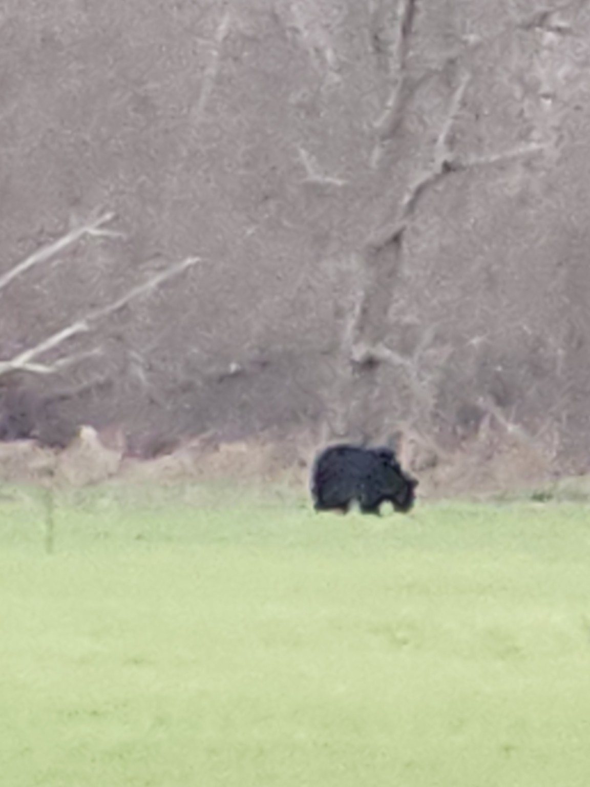 A black bear crossing the edge of a field