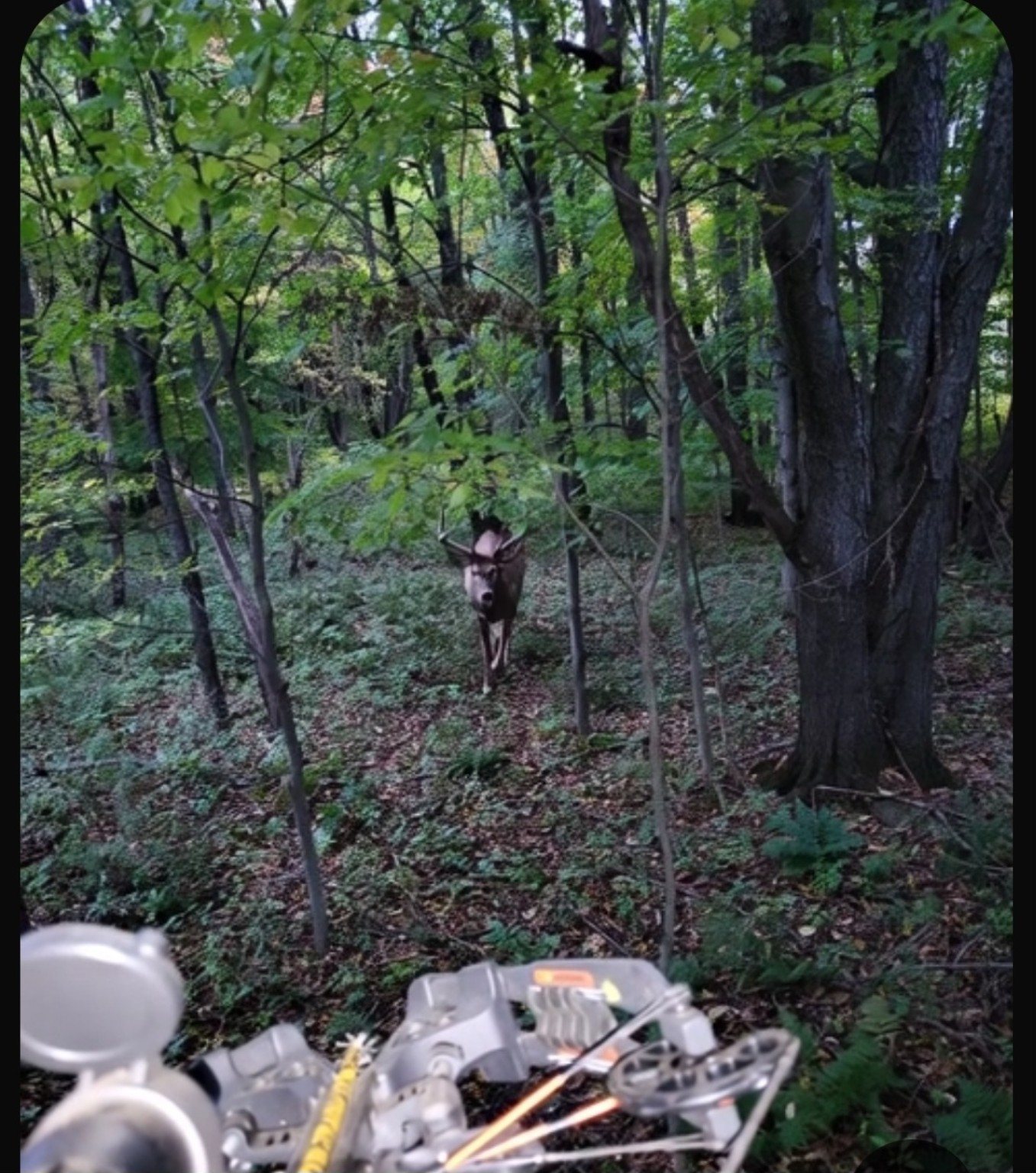 A deer approaching through the woods during bow season