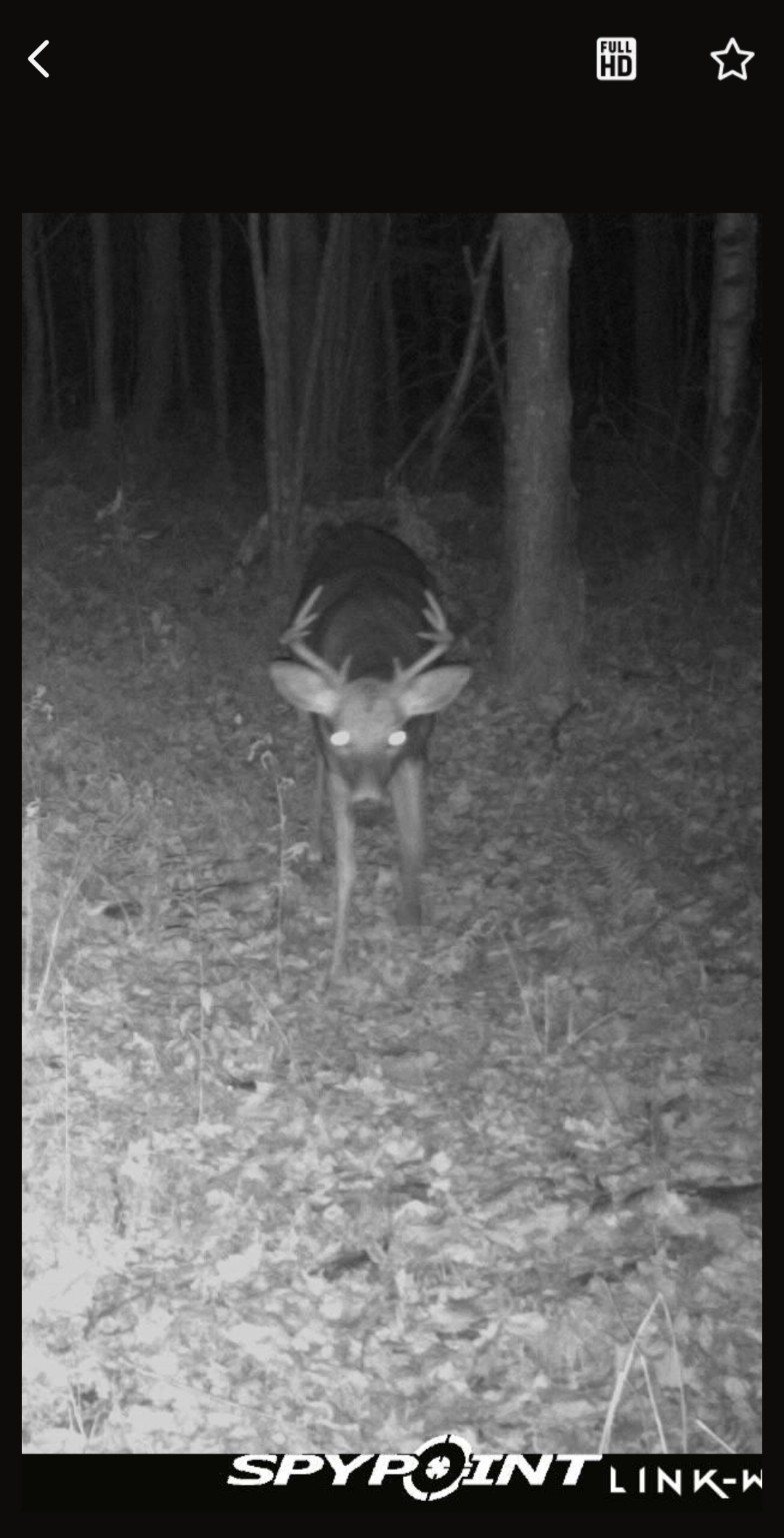 A buck in the woods at night on a trail camera