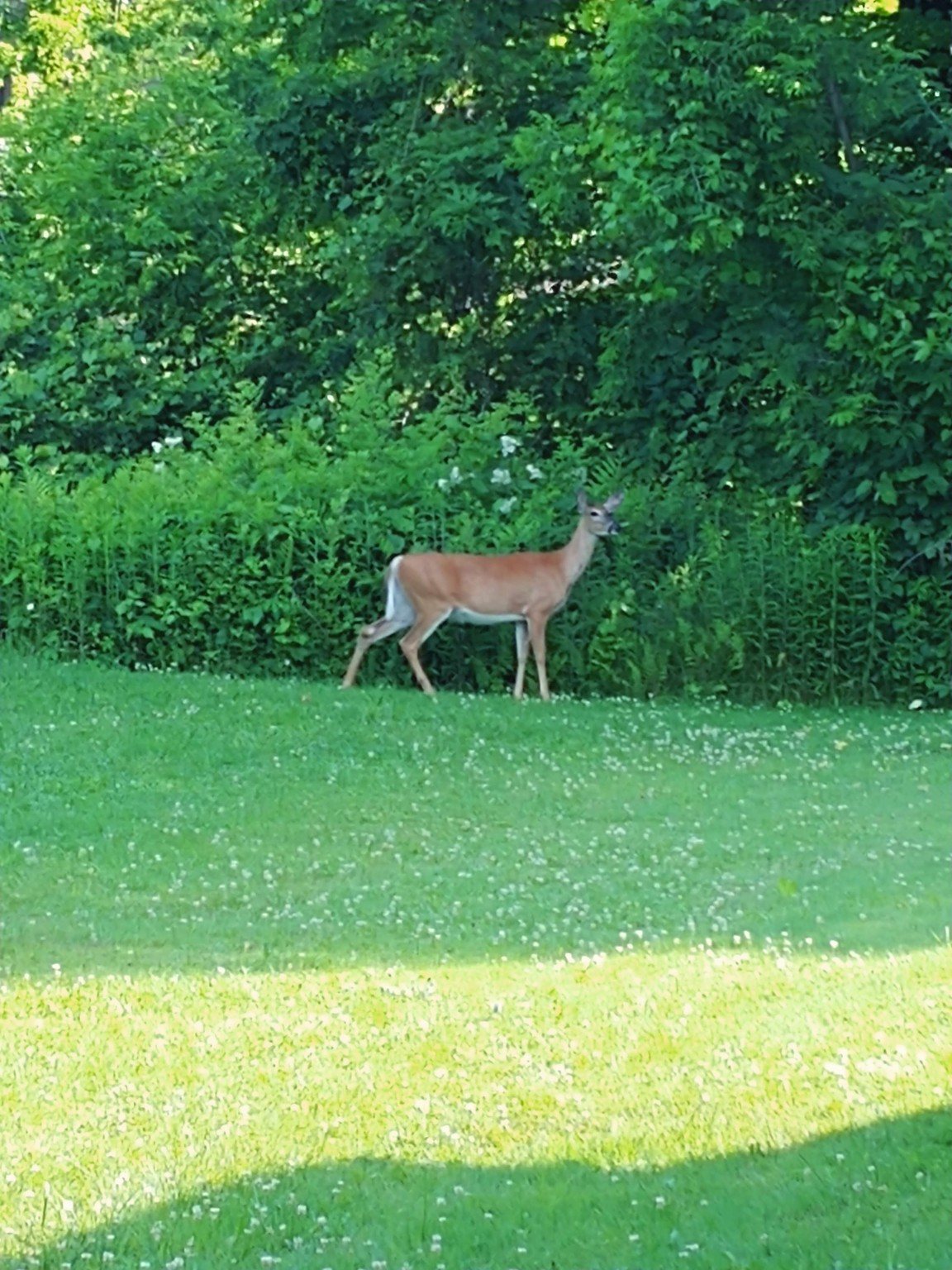 A deer standing at the edge of the yard