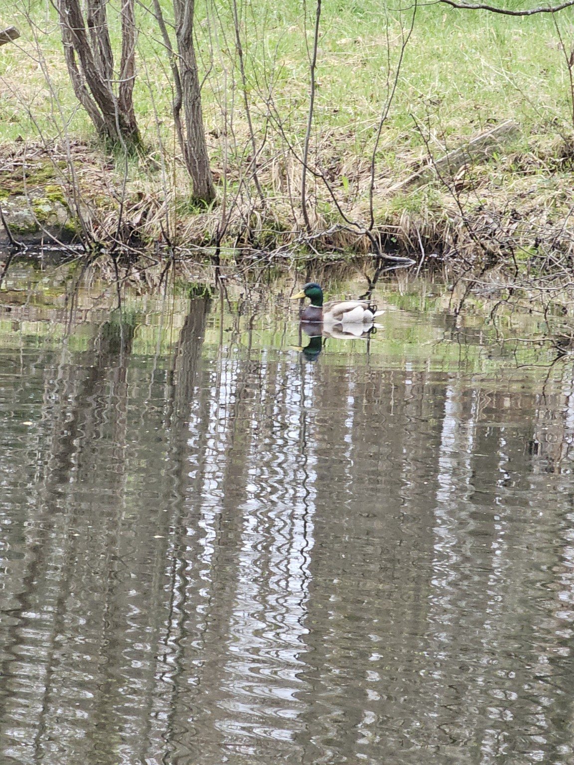 A mallard duck on a quiet woodland pond