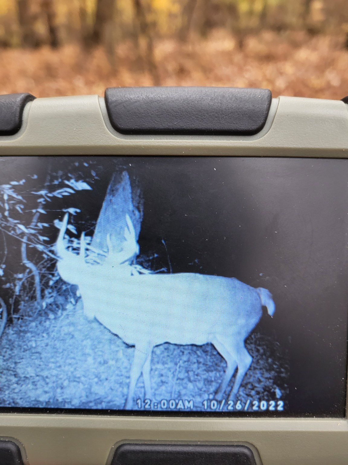 A buck captured at night on a trail camera