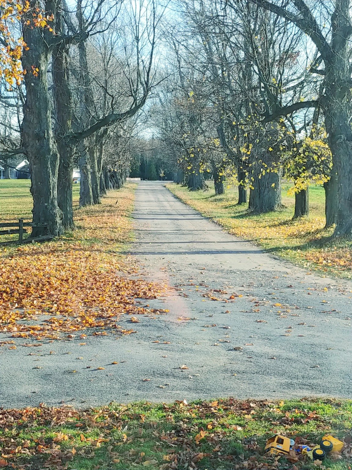 The tree-lined farm driveway in autumn