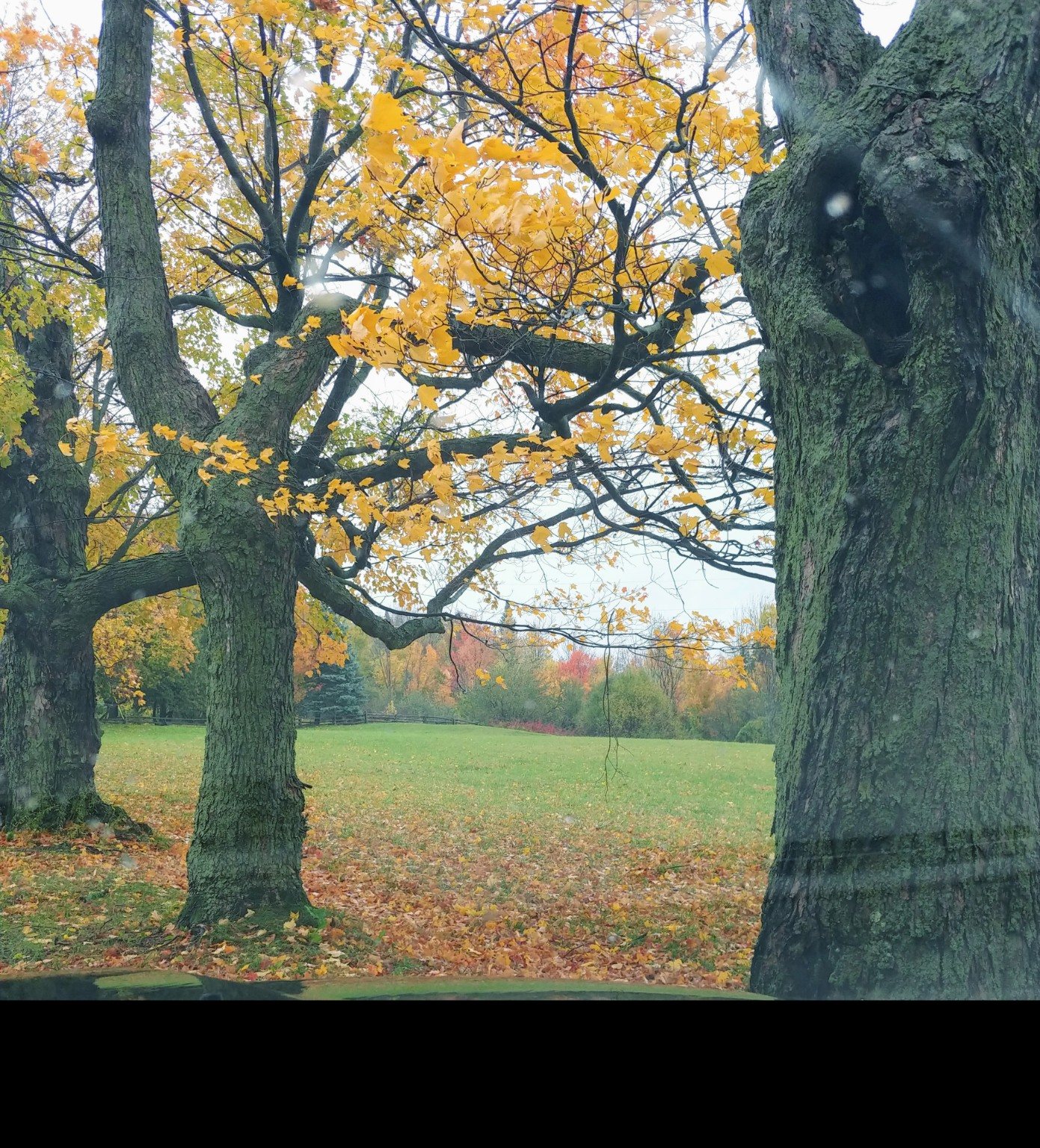 Autumn trees framing an open farm field