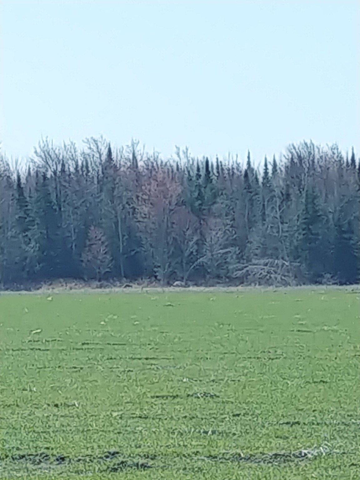 A field looking toward frost-covered woods