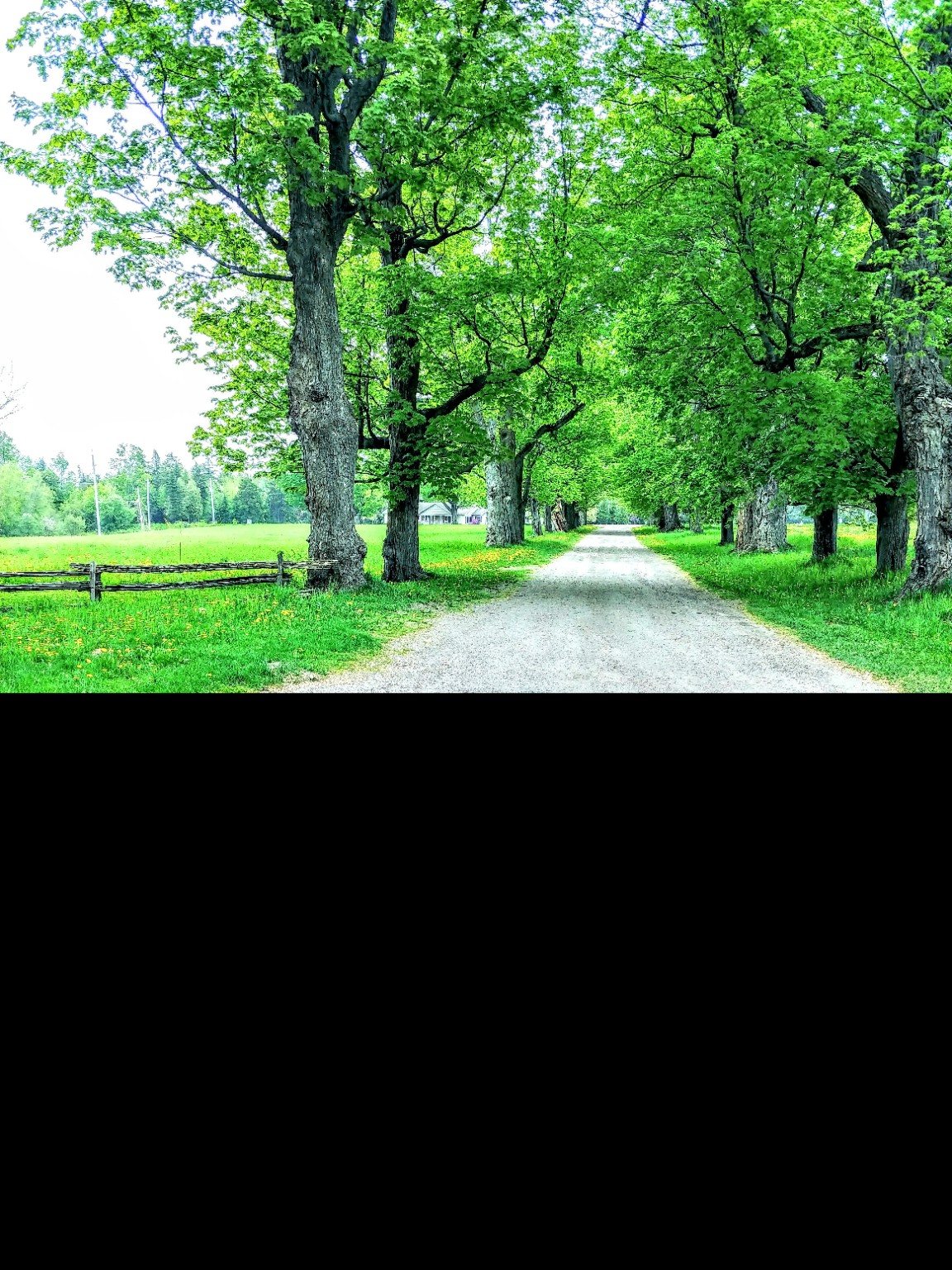 The tree-lined farm driveway in summer