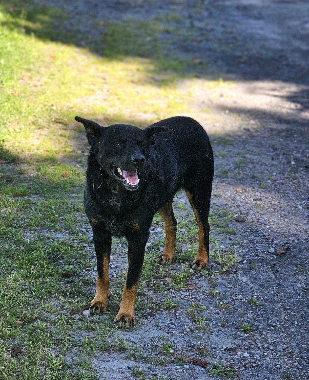 A black farm dog standing on the driveway