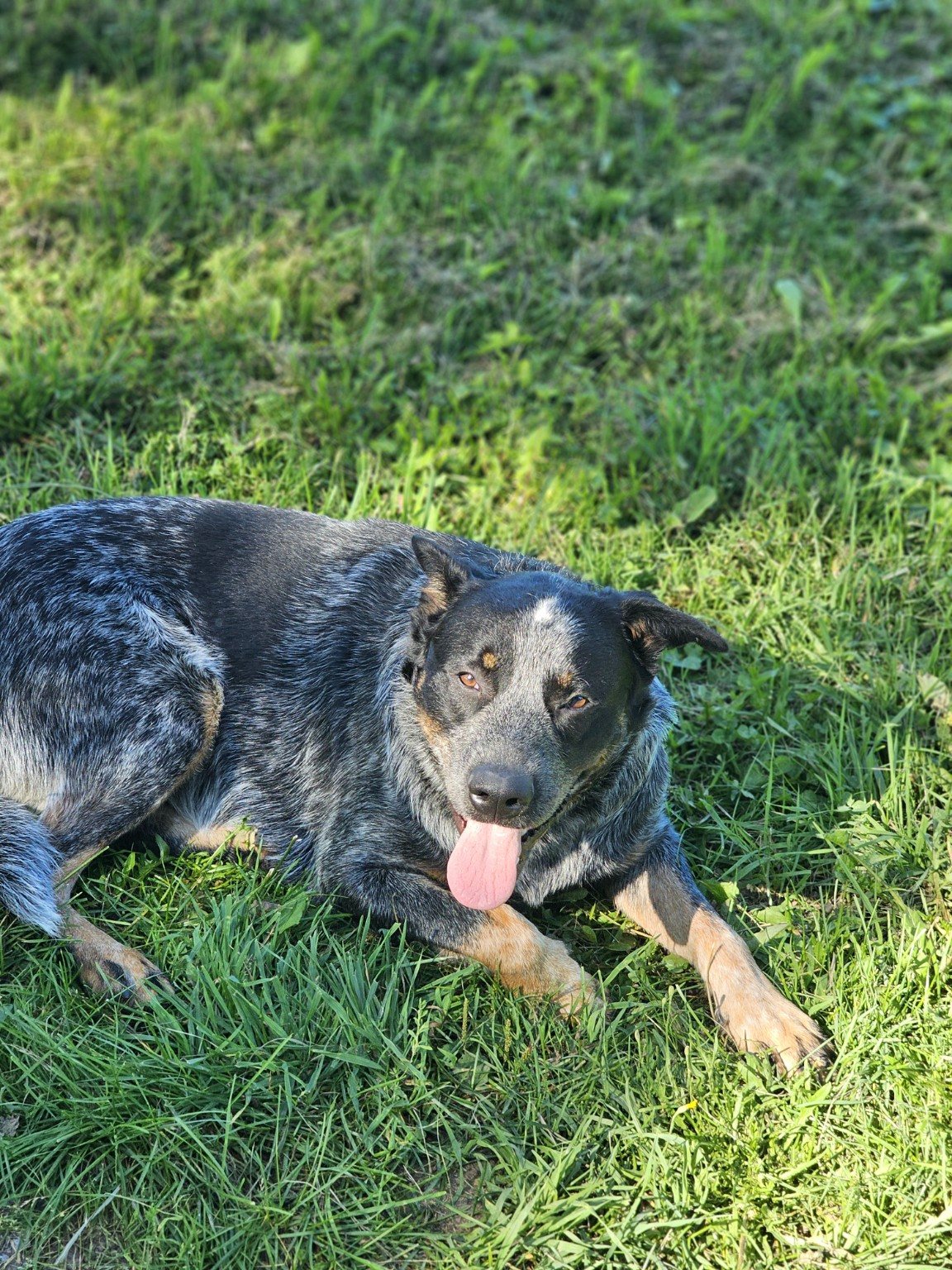 A blue heeler relaxing in the grass