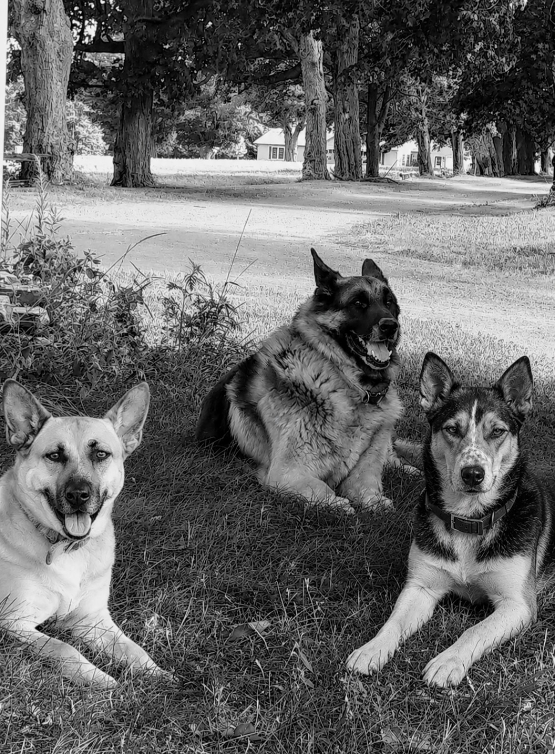 Three farm dogs resting together under the trees